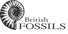 Bristish Fossils
